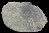 Unidentified Bryozoan Fossil - Illinois #74314-1